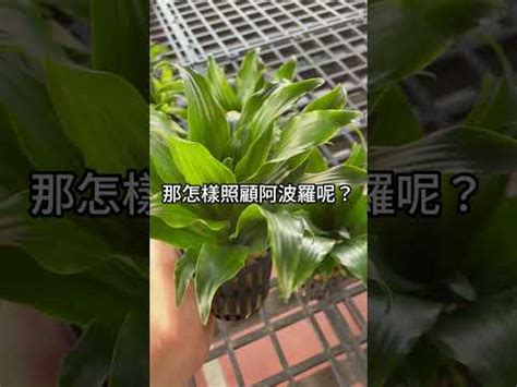 阿波羅盆栽風水